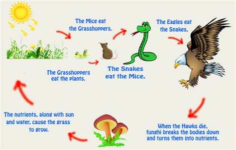 What is a Food Chain? - C.S.W.D