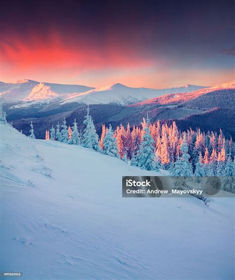 Colorful Winter Scene In The Carpathian Mountains Stock Photo - Download Image Now - Winter ...