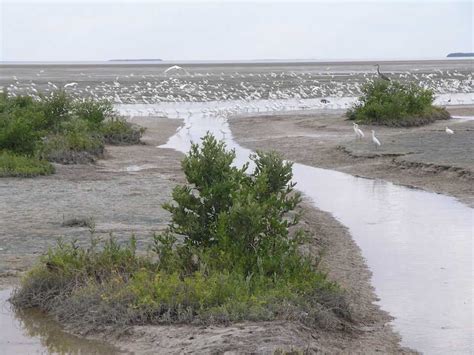 Coastal Ecosystems - Climate Adaptation Explorer