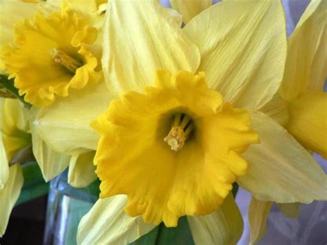 Free picture: daffodil, yellow