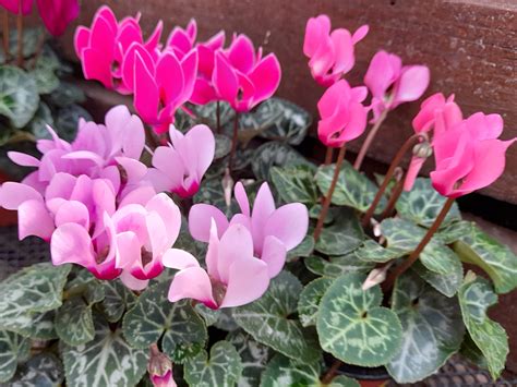 Cyclamen Metis pink shades - Cyclamen - Plants