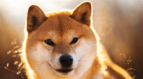 The 159 Most Popular (& Cute) Shiba Inu Names