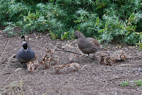 A California Quail Family Welcomes to the World Fourteen Chicks—A Dispatch from Mendonoma ...