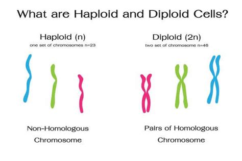 Picture Of Diploid