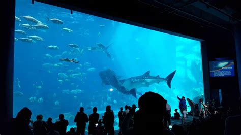 Where Did The Georgia Aquarium Whale Sharks Come From - Aquarium Views