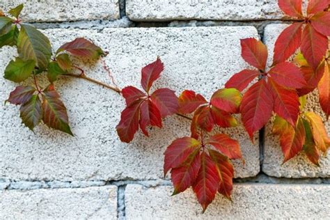 How to Grow and Care for Virginia Creeper Vine (Parthenocissus quinquefolia) | Florgeous