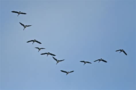 Why do birds flock together? | How It Works Magazine