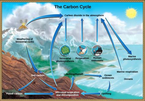 4.4 Prokaryotic Metabolism – Biology Part II