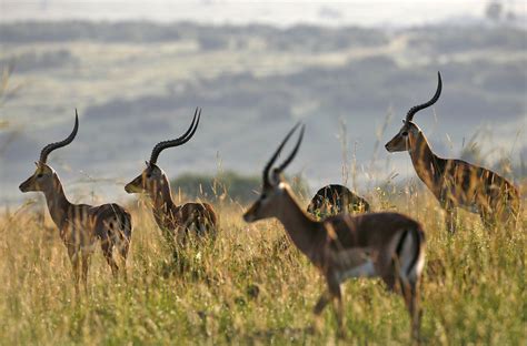 Zambian president: our wildlife is fair game