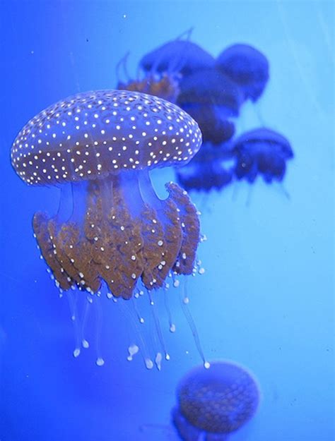 Some Facts About Jellies You Never Knew ~ The Nature Animals | Nature animals, Sea creatures ...