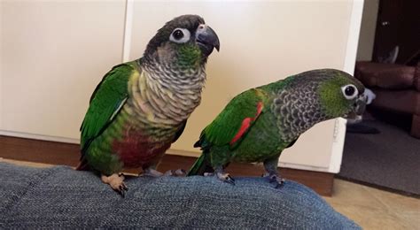 Green Cheek Conure vs Black Cap Conure - Crazy for Conures