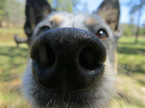 Why Is My Dog's Nose Dry? – American Kennel Club