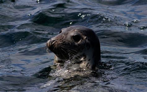 Joe Pender Wildlife Photography: Atlantic Grey Seal