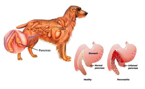 Pancreatitis in Dogs: Causes, Signs & Treatment | Australian Dog Lover