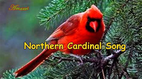 Unveiling the Enigmatic Melodies: What Does a Cardinal Bird Song Sound Like? - Birds Of The Wild