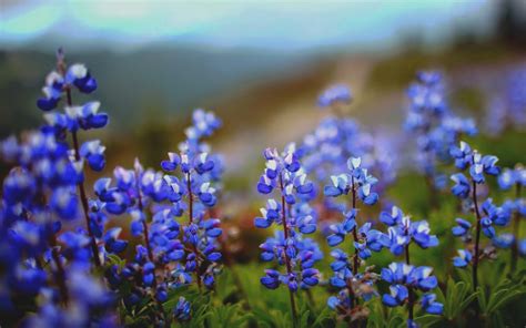 Neelakurinji Flowering Season Just Made A Comeback After 12 Years & Here’s ALL You Need To Know ...