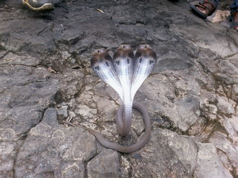 RescueSnake: Three Headed Snake (Mystrey Revealed)