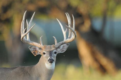 Trophy Whitetail Breeder Buck for Sale