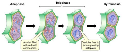 Cytokinesis | BioNinja | Plant cell, Plant and animal cells, Cell biology