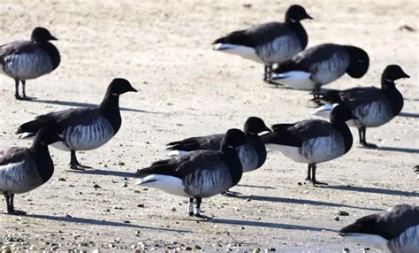 Brant Goose Migration