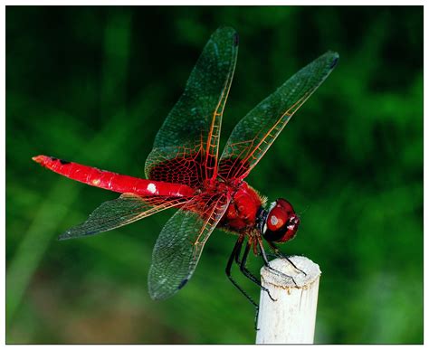 Beautiful Red Dragonfly by Sherman C. - Photo 15111579 / 500px