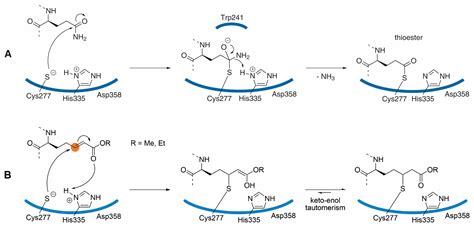 Cells | Free Full-Text | Features of ZED1227: The First-In-Class Tissue ...