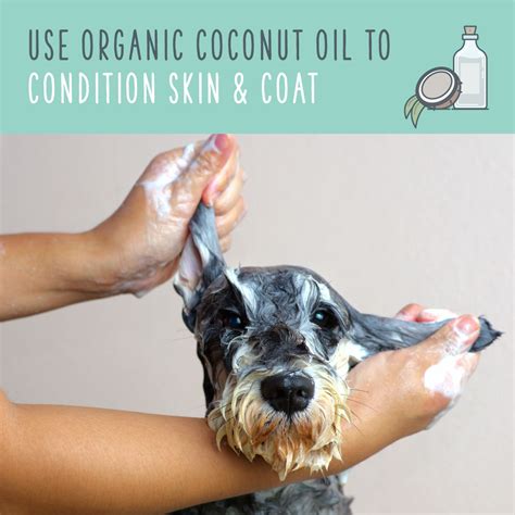 Coconut Oil For Dogs: A Natural Remedy For Pet Health