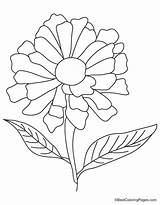 Zinnia Flower Coloring Pages At GetColoringscom  Free Printable sketch template
