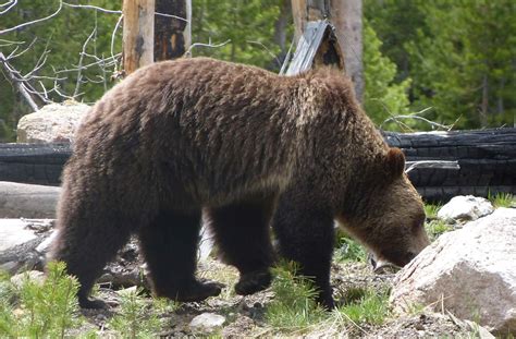 Finding Grizzly Bears in Yellowstone - The Good, The Bad and the RV