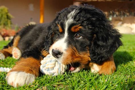 How Much Does a Bernese Mountain Dog Cost? Puppy Prices & Expenses