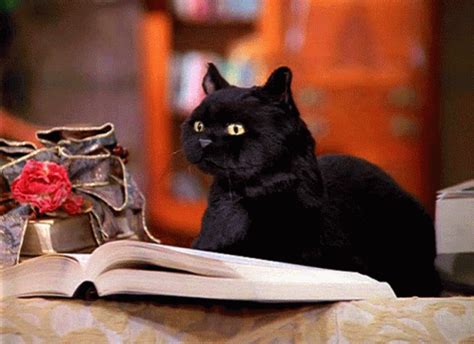 Salem Saberhagen Salem The Cat GIF - Salem Saberhagen Salem The Cat Sabrina The Teenage Witch ...