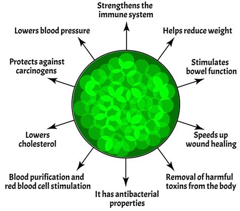 Chlorophyll Benefits for Hair | An Overly-Detailed Guide