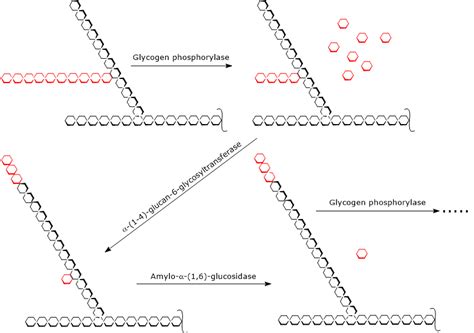 Glycogenolysis: definition, pathway, and regulation