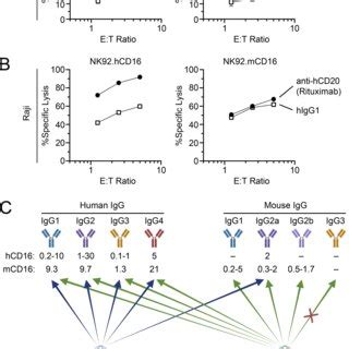 Mouse or human CD16 Fcγ receptor on NK92 cells induces strong ADCC. (A)... | Download Scientific ...