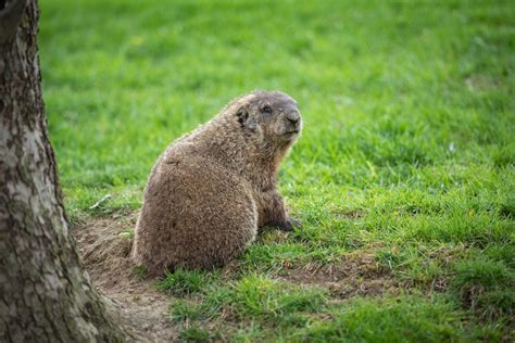 Groundhog Day 2024 Tickets Los Angeles - Adore Ardelis