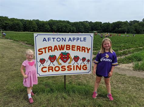 strawberry picking