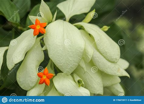 Variegated Fig Fruits Ripening on Tree Trunk. these Fruits Have a ...