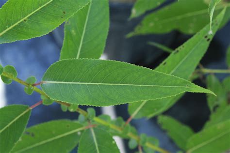 Peachleaf Willow leaf 1 - Ontario Native Plant Nursery | Container Grown | (705)466-6290