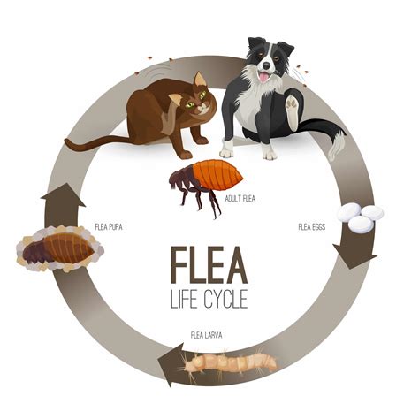 Flea life cycle circle with headlines vector illustration ...