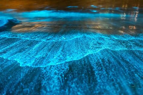 Bioluminescent Bay (Mosquito Bay), Vieques | Tickets & Tours - 2024