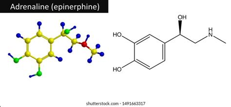 Molecular Structure Adrenaline Epinephrine Adrenaline Epinephrine Stock Illustration 1491663317 ...