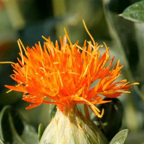 Safflower Seeds - Orange Carthamus Flower Seed