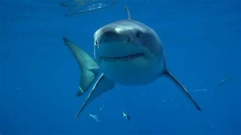 Did you know that Great White Sharks communicate using their body ...