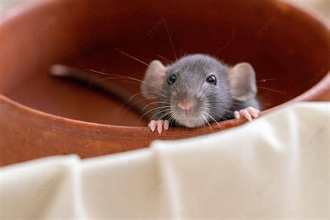 Gray Dumbo Rat Sitting In Clay Plate Decoration Eyes Curiosity Photo ...