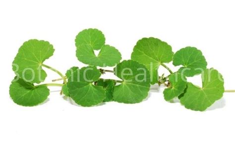 Centella Asiatica Extract Manufacturers | Centella Asiatica Suppliers Exporters