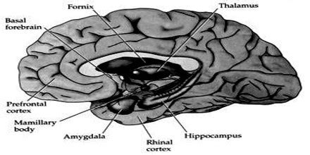 Mammillary Body - Assignment Point