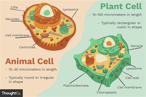 Plant and Animal Cells - Assessment