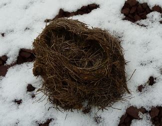 Empty Nest - Diana Derringer