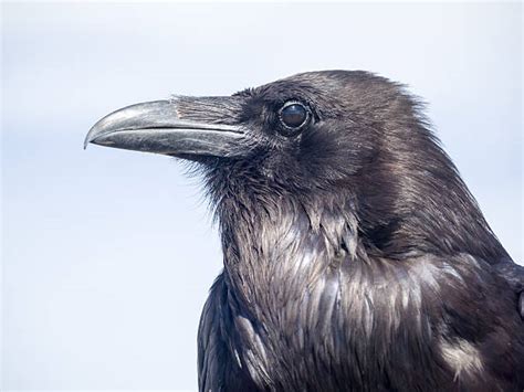 Best Crow Eye Stock Photos, Pictures & Royalty-Free Images - iStock