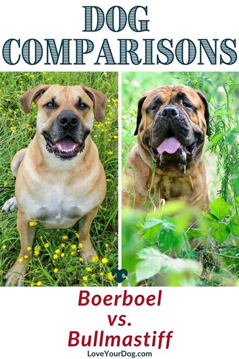 Boerboel vs. Bullmastiff: Breed Differences & Similarities [Video] [Video] in 2021 | Bull ...